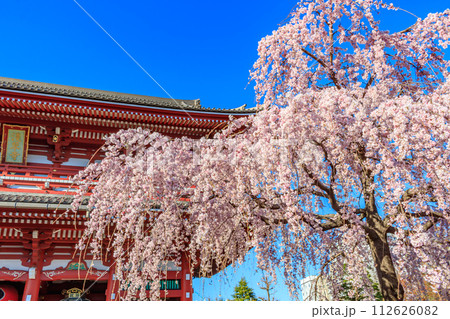 【東京の都市風景】浅草寺の桜 【東京の都市風景】浅草寺の桜 112626082