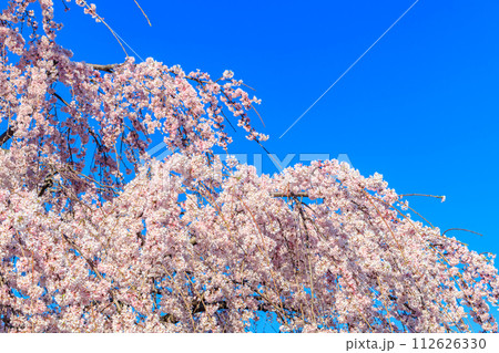 【東京の都市風景】浅草寺の桜 【東京の都市風景】浅草寺の桜 112626330