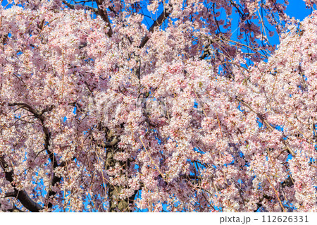 【東京の都市風景】浅草寺の桜 112626331