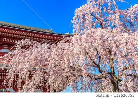 【東京の都市風景】浅草寺の桜 112626353