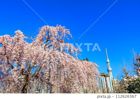 【東京の都市風景】浅草寺の桜と東京スカイツリー 112626367