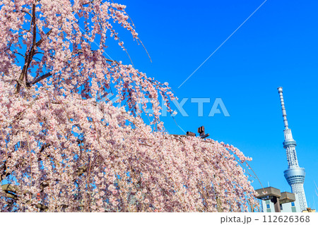 【東京の都市風景】浅草寺の桜と東京スカイツリー 112626368