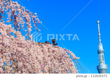 【東京の都市風景】浅草寺の桜と東京スカイツリー 112626371