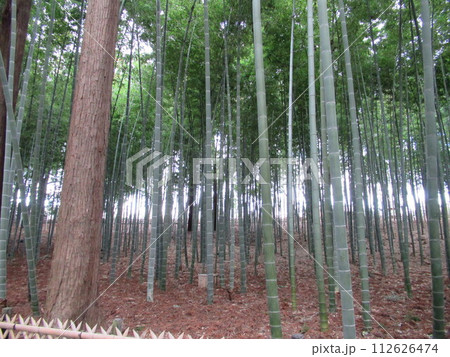 偕楽園 竹 偕楽園 竹 112626474