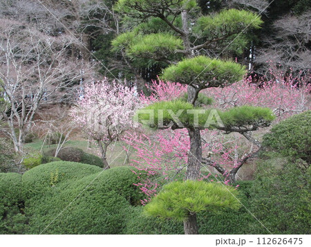偕楽園 梅 松 偕楽園 梅 松 112626475