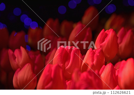 春の花 チューリップとイルミネーション 春の花 チューリップとイルミネーション 112626621