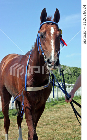 Portrait of winner close up. Portrait of winner close up. 112626624