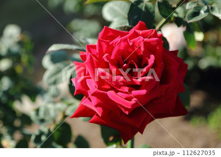 荒尾市 おもやい市民花壇 バラの花、 荒尾市 おもやい市民花壇 バラの花、 112627035