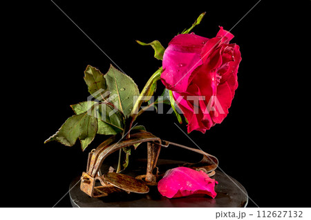 Red rose in an old rusty mousetrap Red rose in an old rusty mousetrap 112627132