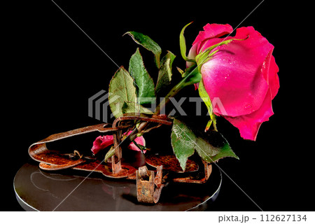 Red rose in an old rusty mousetrap Red rose in an old rusty mousetrap 112627134
