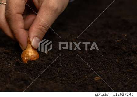 Spring planting of onion bulbs in a garden bed in black soil. Close-up. Advertising for the ecological cultivation of onion vegetables in the garden without the use of pesticides. Planting onions. 112627249
