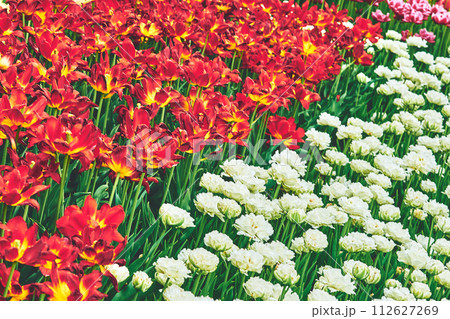 Spring carpet picture of red white tulips in the park, plantation Spring carpet picture of red white tulips in the park, plantation 112627269