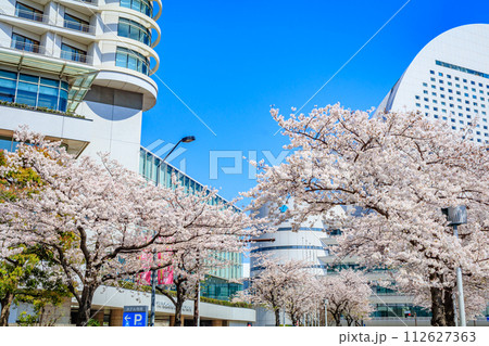 【神奈川の都市風景】みなとみらい周辺の桜 112627363