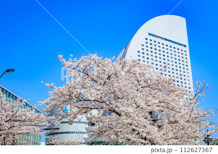 【神奈川の都市風景】みなとみらい周辺の桜 112627367