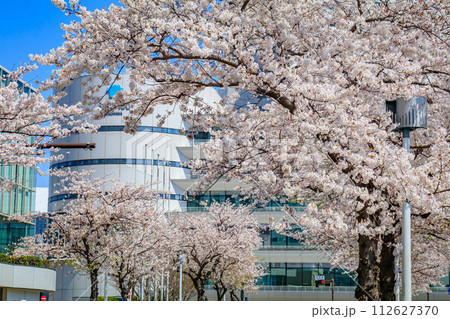 【神奈川の都市風景】みなとみらい周辺の桜 112627370