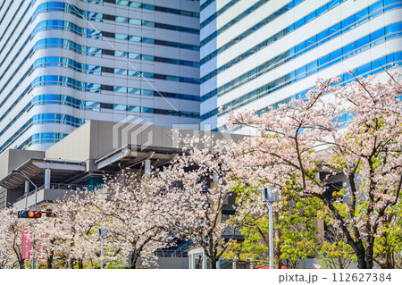 【神奈川の都市風景】みなとみらい周辺の桜 112627384