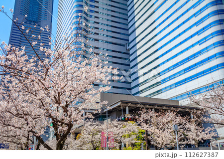 【神奈川の都市風景】みなとみらい周辺の桜 112627387
