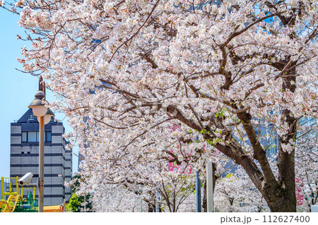 【神奈川の都市風景】みなとみらい周辺の桜 112627400
