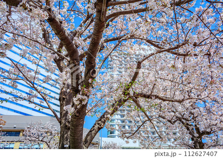 【神奈川の都市風景】みなとみらい周辺の桜 112627407