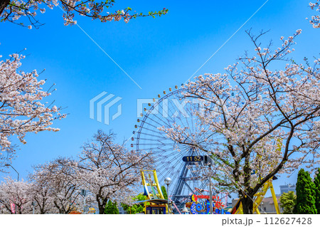【神奈川の都市風景】みなとみらい周辺の桜 【神奈川の都市風景】みなとみらい周辺の桜 112627428