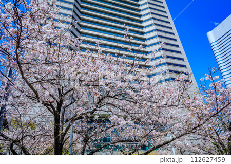 【神奈川の都市風景】みなとみらい周辺の桜 112627459