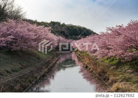 浜松市の東大山の河津桜の川沿いに咲く河津桜(静岡県) 浜松市の東大山の河津桜の川沿いに咲く河津桜(静岡県) 112627682