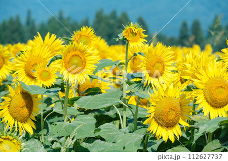 ひまわり(津南ひまわり広場) ひまわり(津南ひまわり広場) 112627737