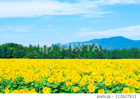 津南ひまわり広場 津南ひまわり広場 112627811