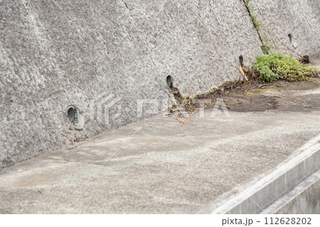 コンクリートの隙間から生えた雑草 コンクリートの隙間から生えた雑草 112628202
