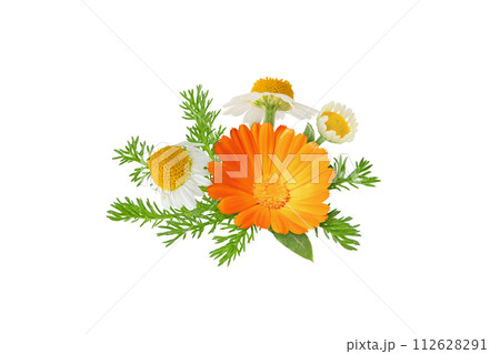 Chamomile and calendula flowers and leaves bunch isolated on white Chamomile and calendula flowers and leaves bunch isolated on white 112628291