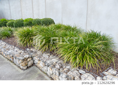 Carex morrowii or Japanese sedge and gabion. 112628296