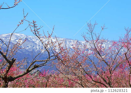 満開の梅　梅林　最上川　長井市 112628321