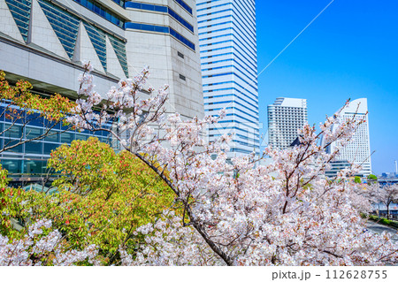 【神奈川の都市風景】みなとみらい周辺の桜 112628755