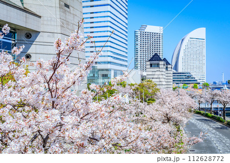 【神奈川の都市風景】みなとみらい周辺の桜 112628772