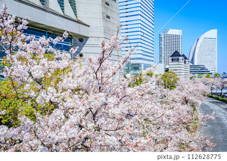 【神奈川の都市風景】みなとみらい周辺の桜 112628775