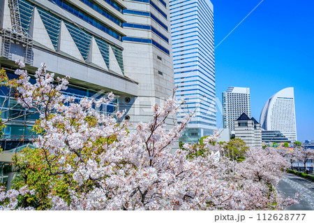 【神奈川の都市風景】みなとみらい周辺の桜 【神奈川の都市風景】みなとみらい周辺の桜 112628777