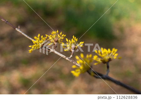 黄色のサンシュユの花 黄色のサンシュユの花 112628836
