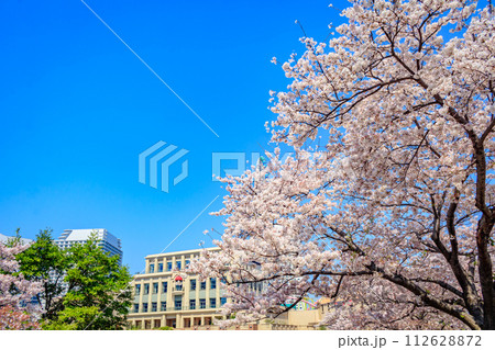 【神奈川の都市風景】みなとみらい周辺の桜 【神奈川の都市風景】みなとみらい周辺の桜 112628872
