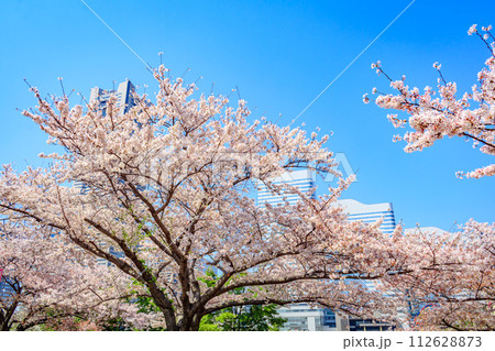 【神奈川の都市風景】みなとみらい周辺の桜 112628873