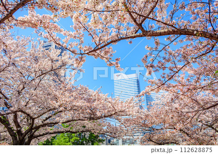 【神奈川の都市風景】みなとみらい周辺の桜 112628875