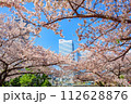 【神奈川の都市風景】みなとみらい周辺の桜 112628876