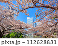 【神奈川の都市風景】みなとみらい周辺の桜 112628881