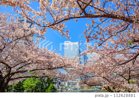 【神奈川の都市風景】みなとみらい周辺の桜 112628881