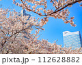 【神奈川の都市風景】みなとみらい周辺の桜 112628882