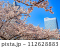 【神奈川の都市風景】みなとみらい周辺の桜 112628883