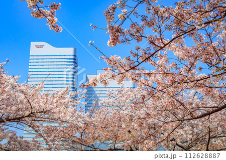 【神奈川の都市風景】みなとみらい周辺の桜 【神奈川の都市風景】みなとみらい周辺の桜 112628887