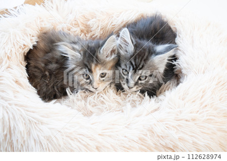 ピンクのベッドに入った2匹の仔猫 ピンクのベッドに入った2匹の仔猫 112628974