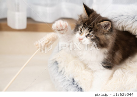 猫じゃらしとメインクーンの仔猫 猫じゃらしとメインクーンの仔猫 112629044