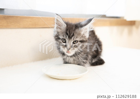 お皿に入れたおやつを舐めたメインクーンの仔猫 お皿に入れたおやつを舐めたメインクーンの仔猫 112629188
