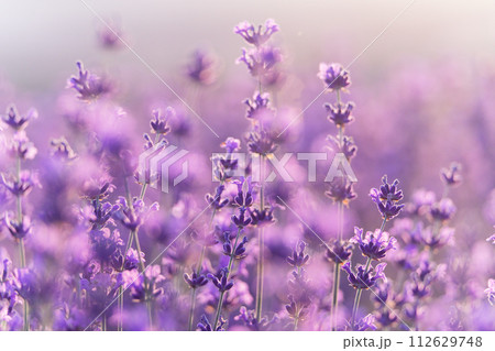 Lavender flower background. Violet lavender field sanset close up. Lavender flowers in pastel colors at blur background. Nature background with lavender in the field. Lavender flower background. Violet lavender field sanset close up. Lavender flowers in pastel colors at blur background. Nature background with lavender in the field. 112629748